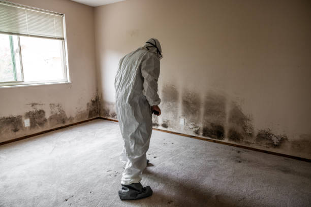 Professional Mold Removal in Cresaptown, MD